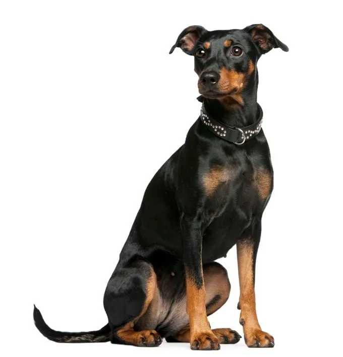 foto Perro Pinscher Alemán