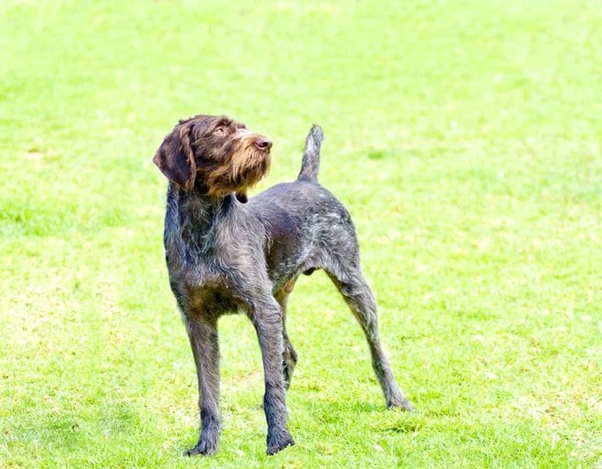 foto Perro Pointer Alemán de Pelo de Alambre