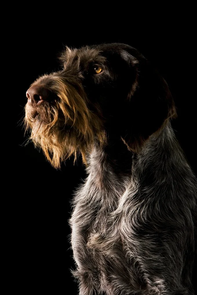 foto Perro Pointer Alemán de Pelo de Alambre