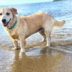 Perro mezcla de Golden Retriever y Corgi golden-retriever-corgi-mixed-dog-breed-pictures-1