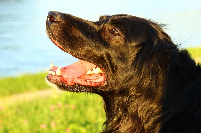 foto Perro Gordon Setter