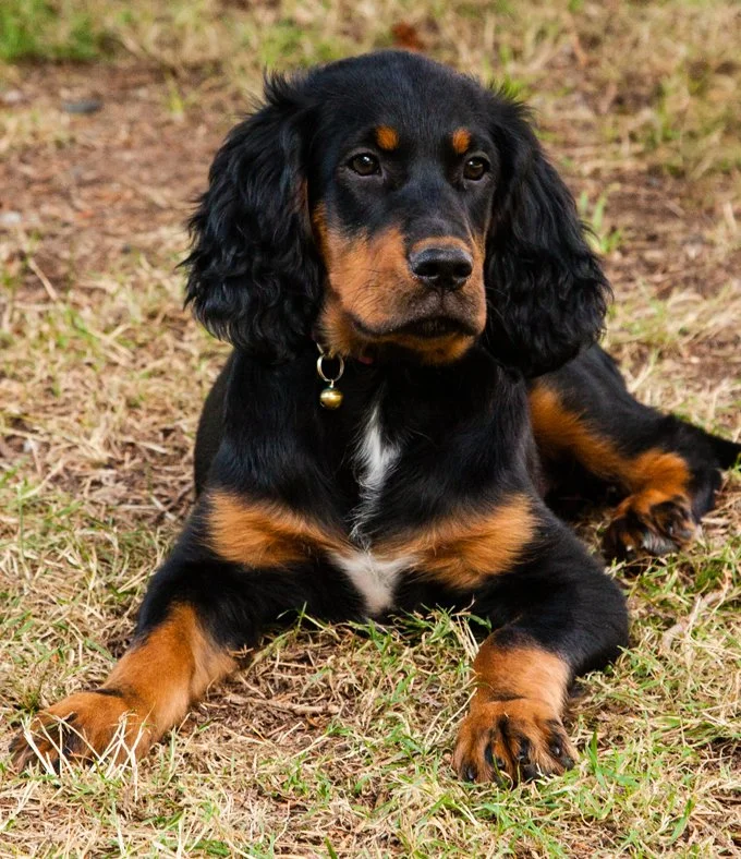 foto Perro Gordon Setter