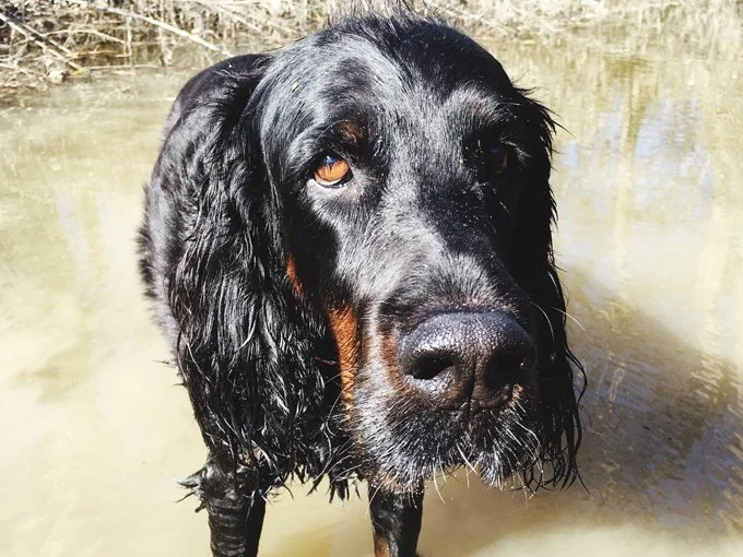foto Perro Gordon Setter
