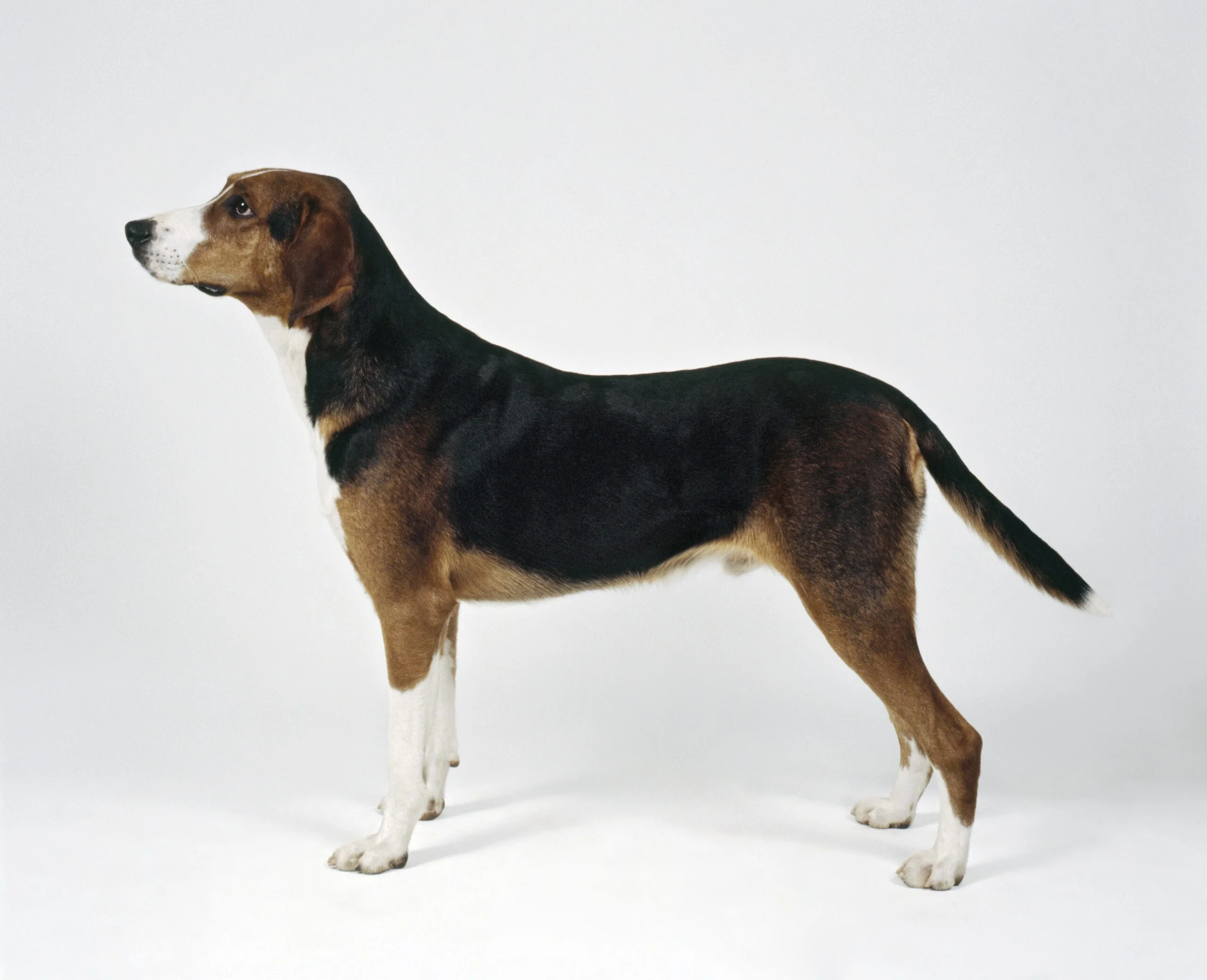 foto Perro Hamiltonstovare