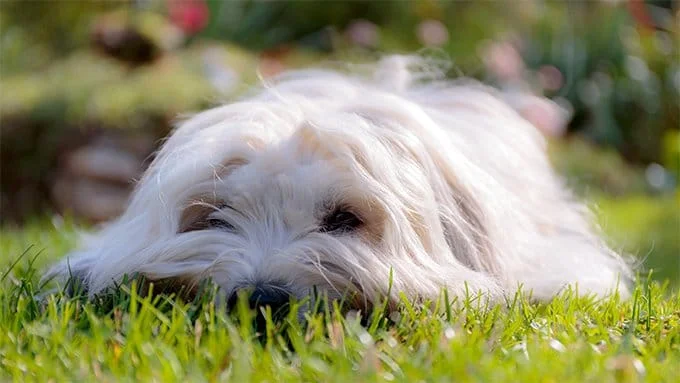foto Perro Coton de Tulear