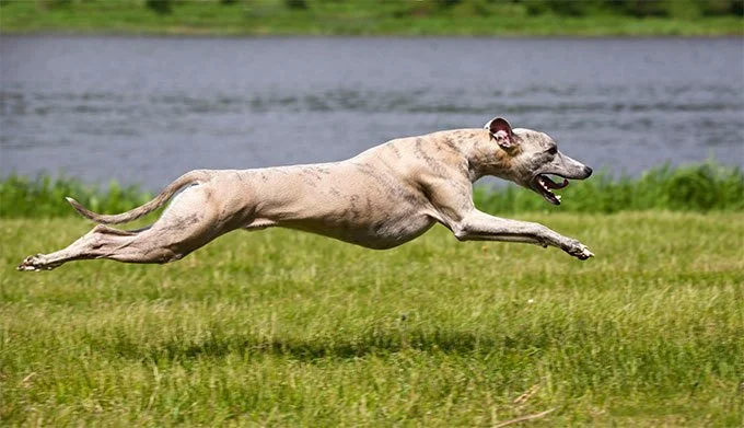 foto Información, fotos, características y datos de la raza de perro Whippet