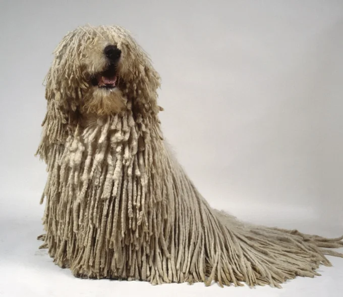foto Perro Komondor