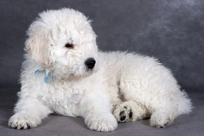 foto Perro Komondor