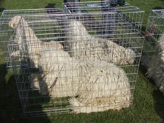 foto Perro Komondor