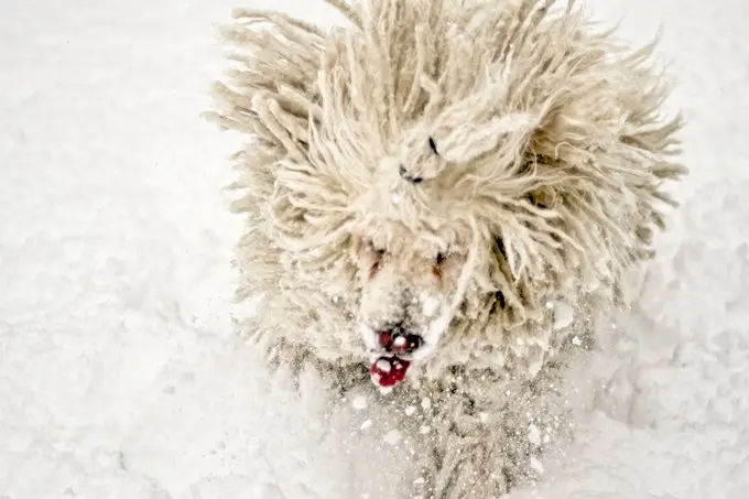 foto Perro Komondor