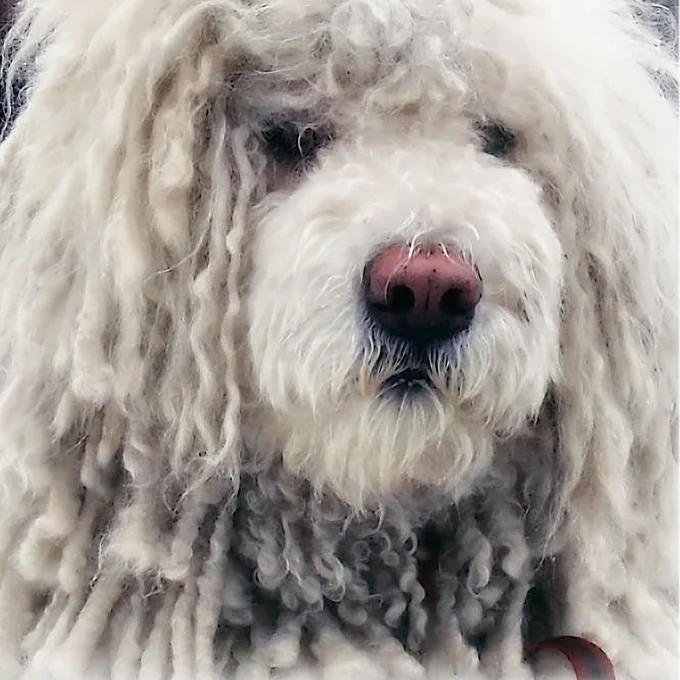 foto Perro Komondor