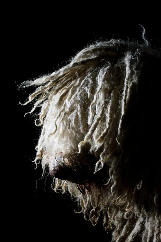 foto Perro Komondor