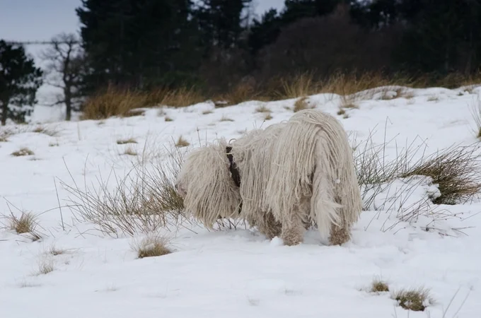 foto Perro Komondor