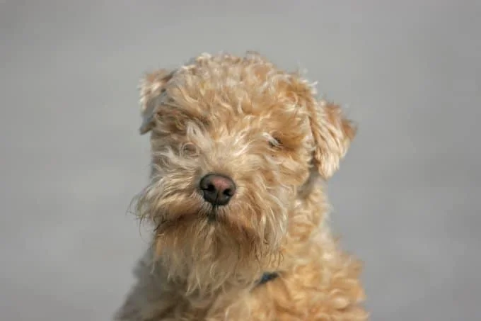 foto Perro Lakeland Terrier