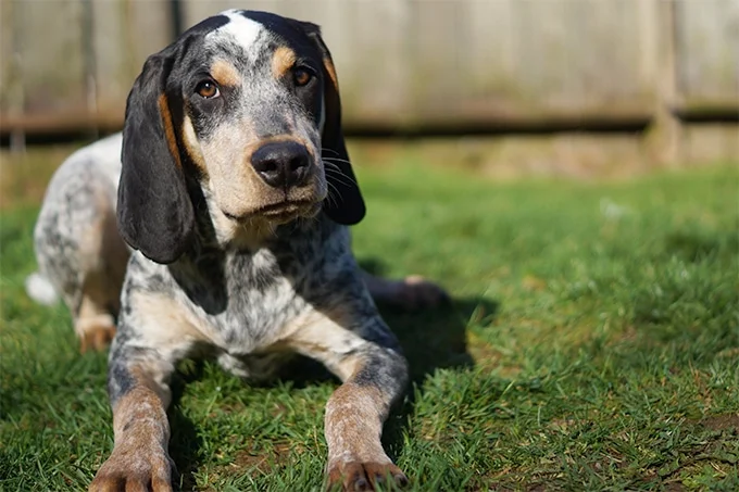 foto Bluetick Coonhound