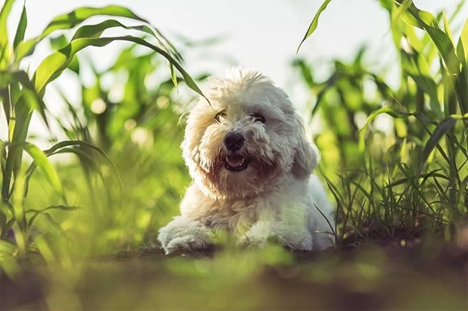 foto Perro Coton de Tulear