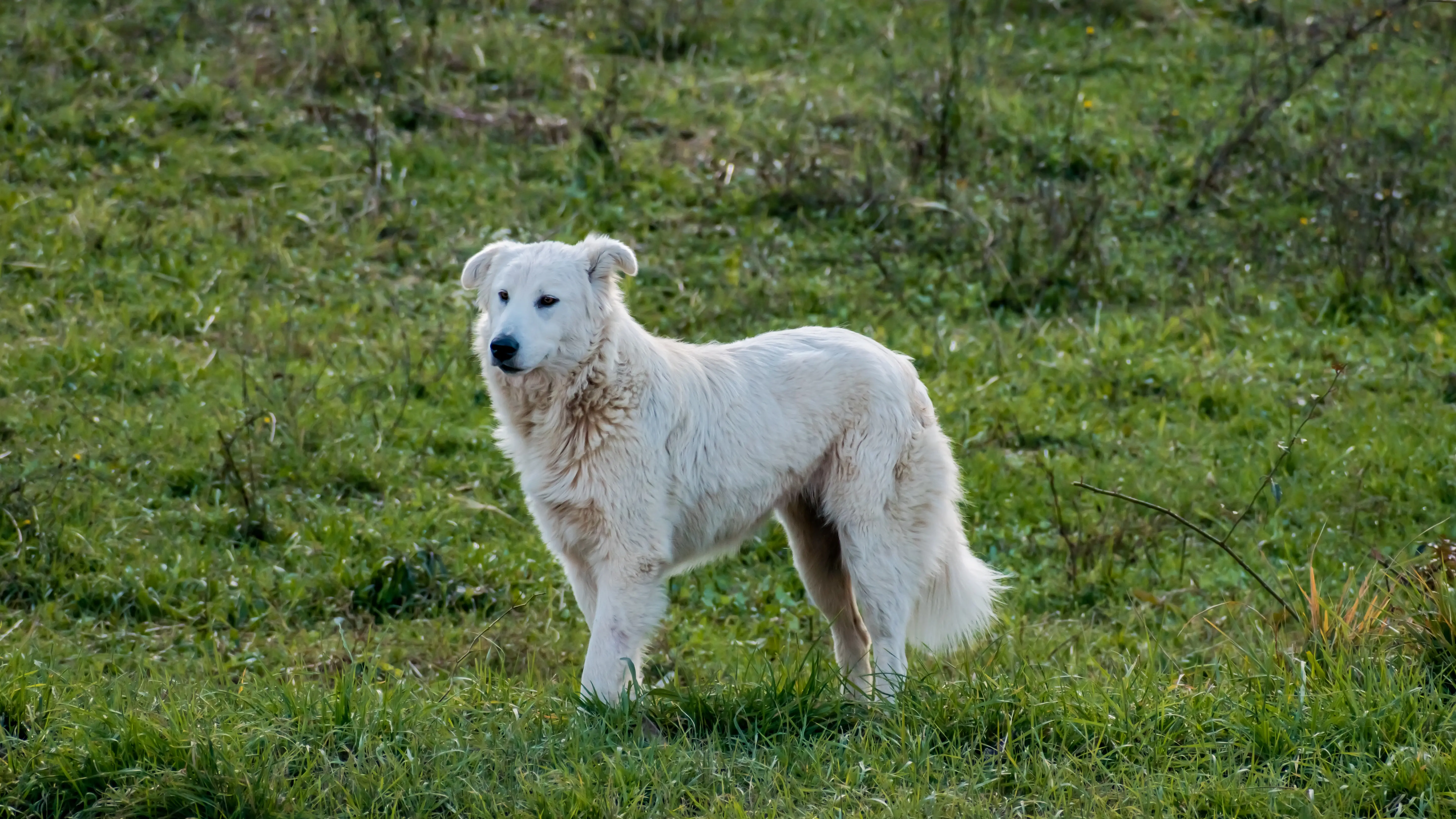 foto Perro Maremma