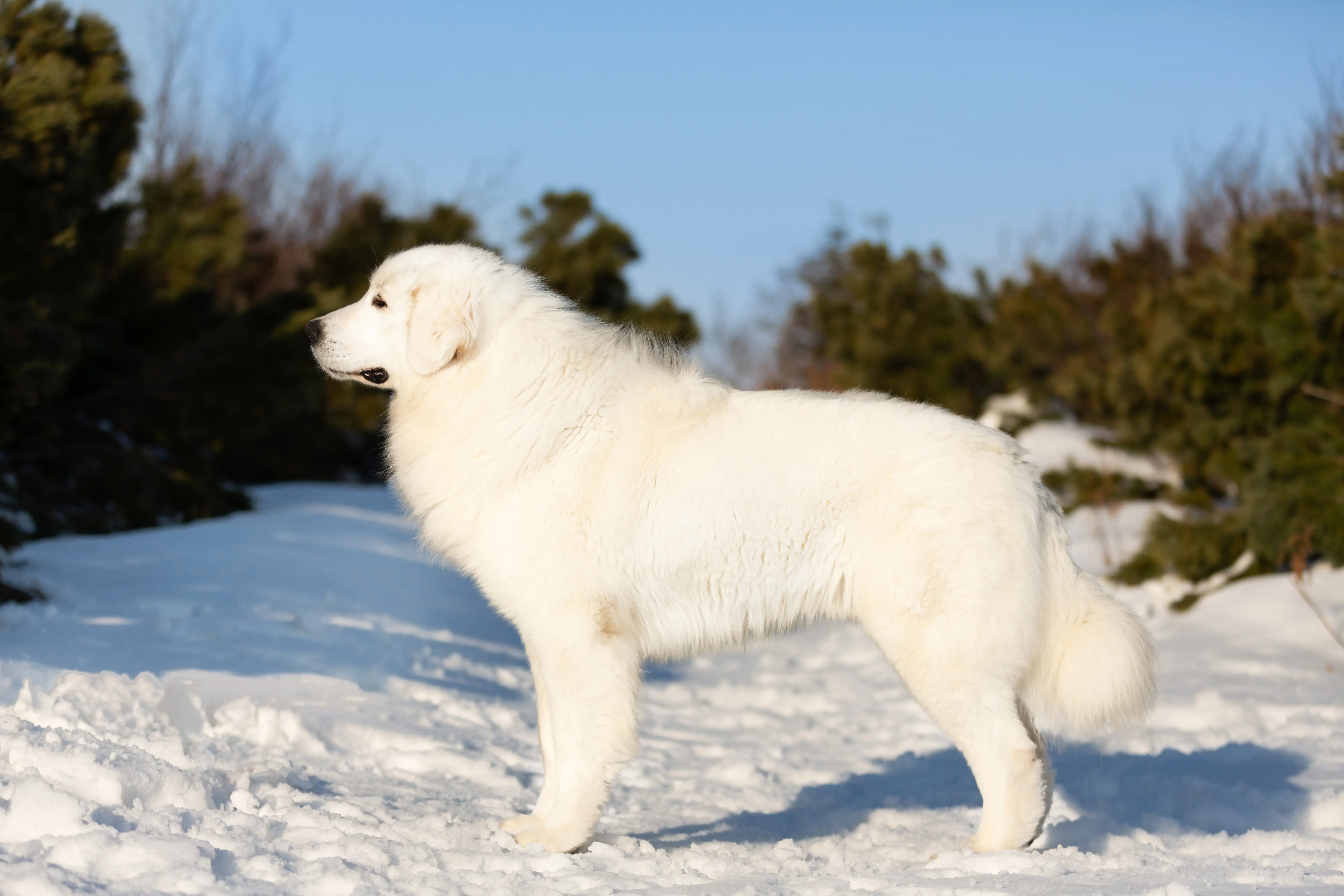 foto Perro Maremma