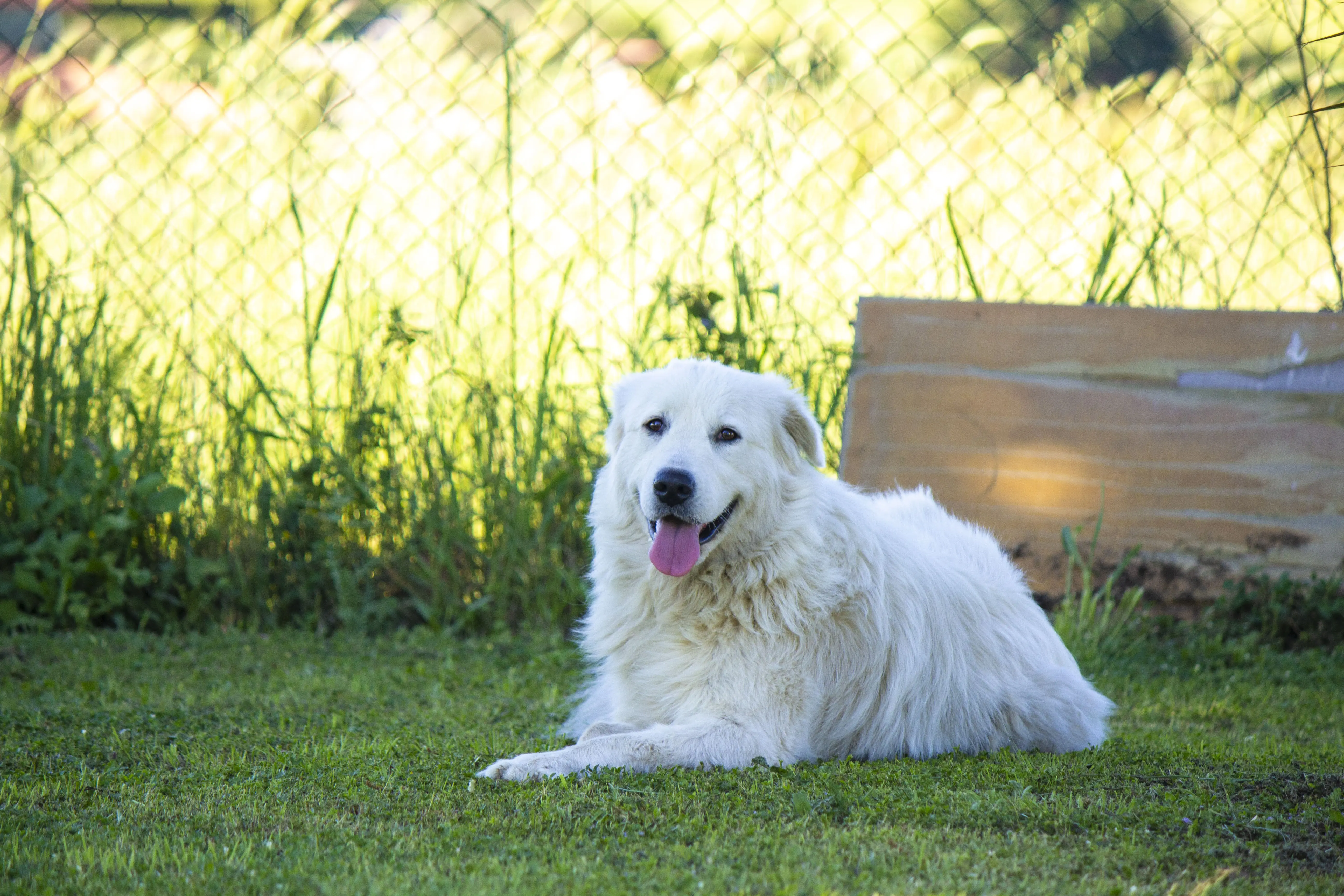 foto Perro Maremma