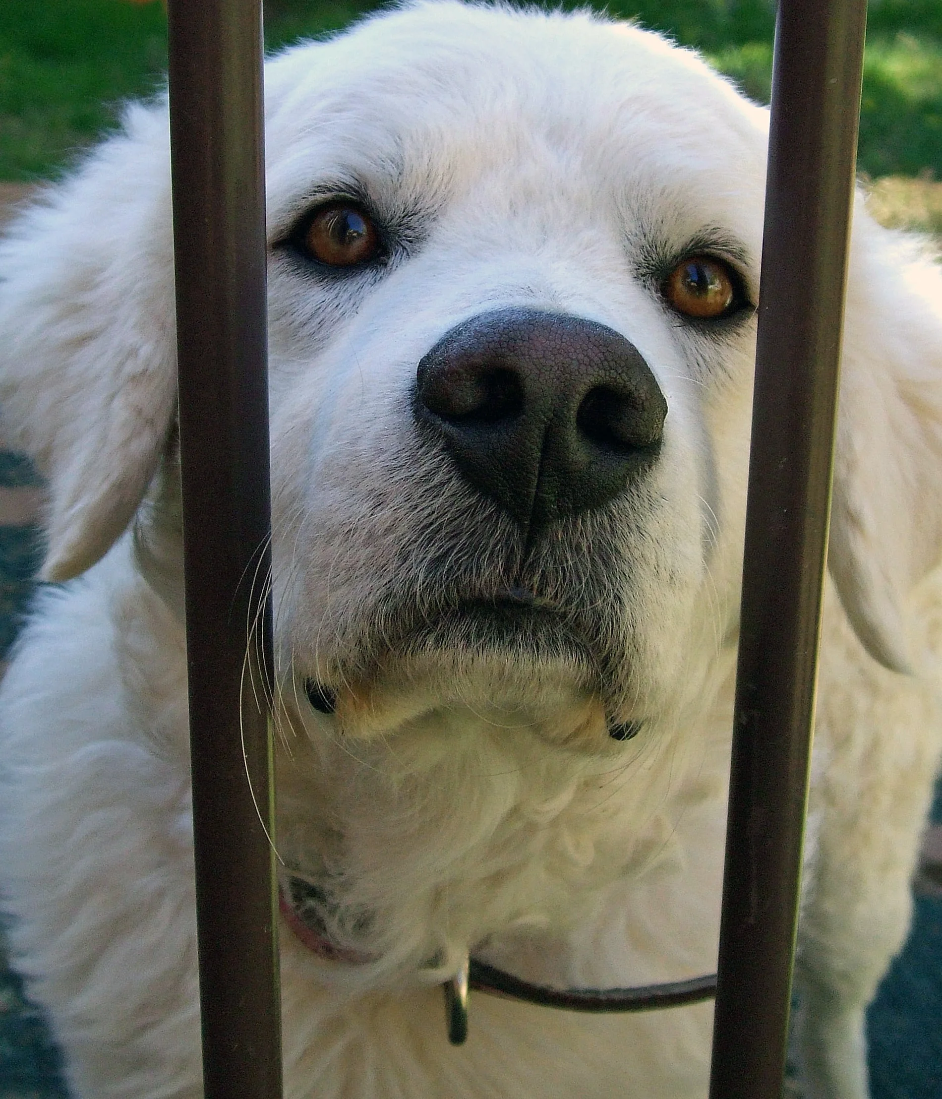 foto Perro Maremma