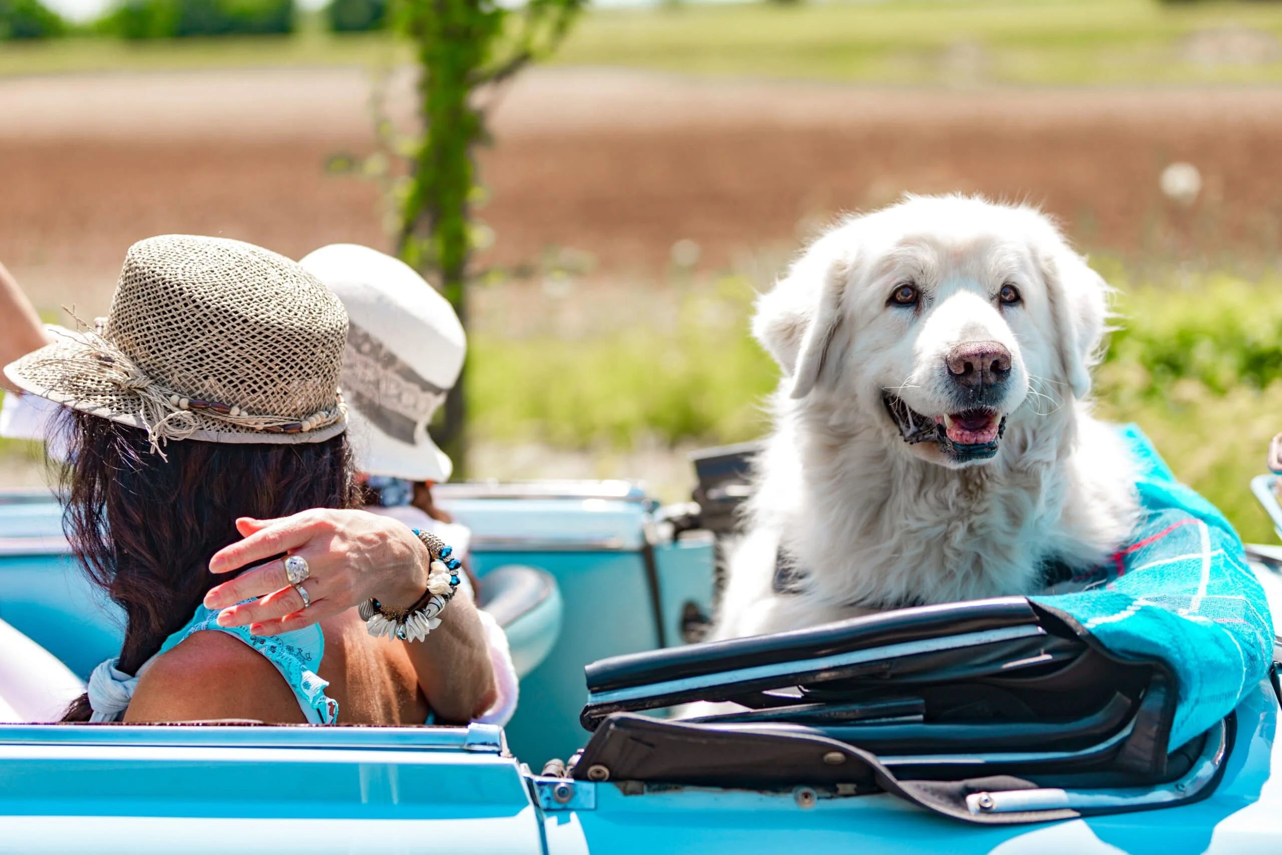 foto Perro Maremma