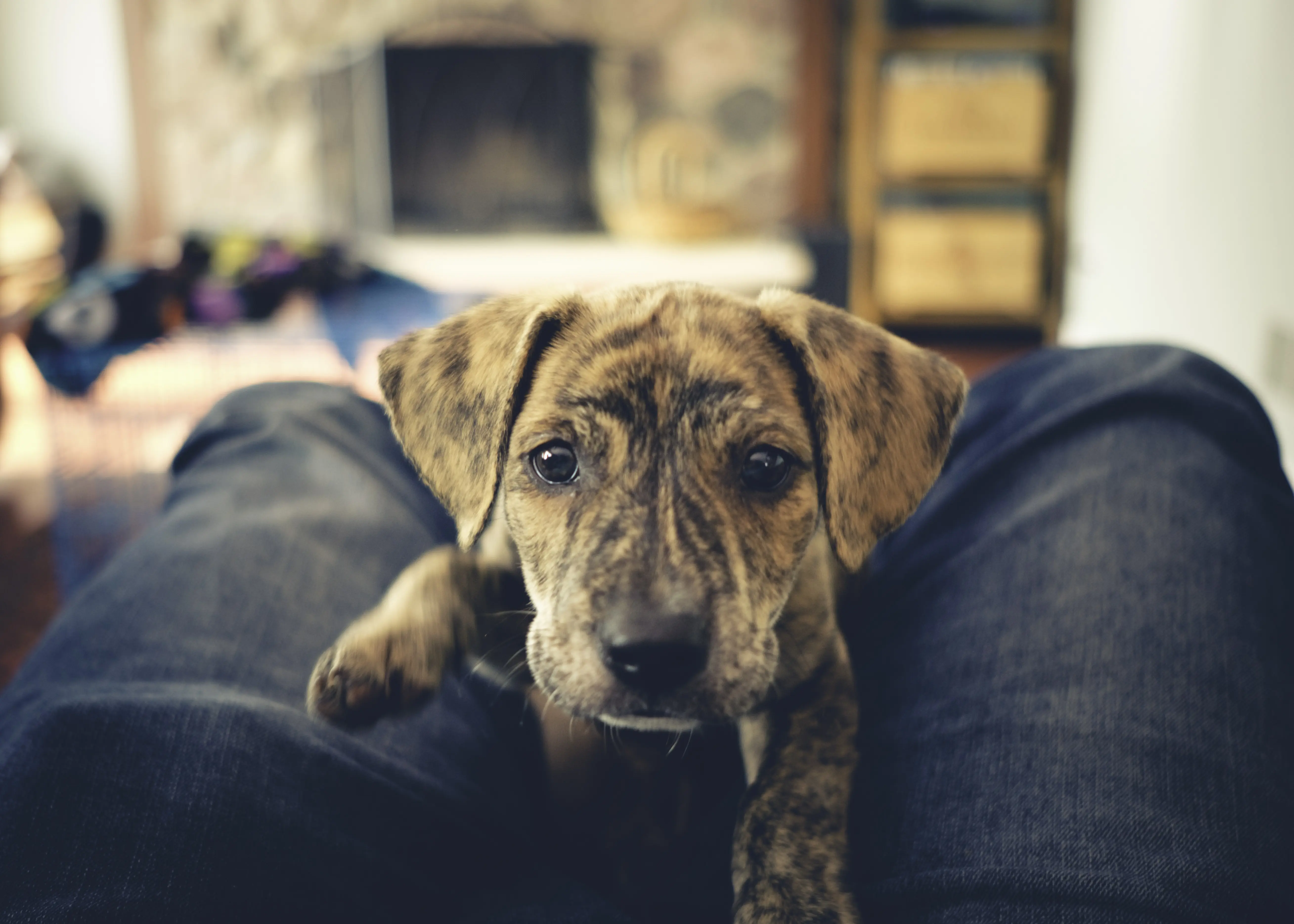 foto Perro de montaña