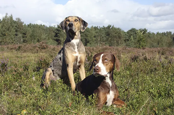 foto Perro de Catahoula Leopardo
