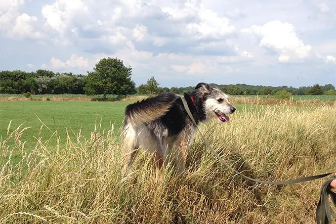 foto Perro Berger Picard