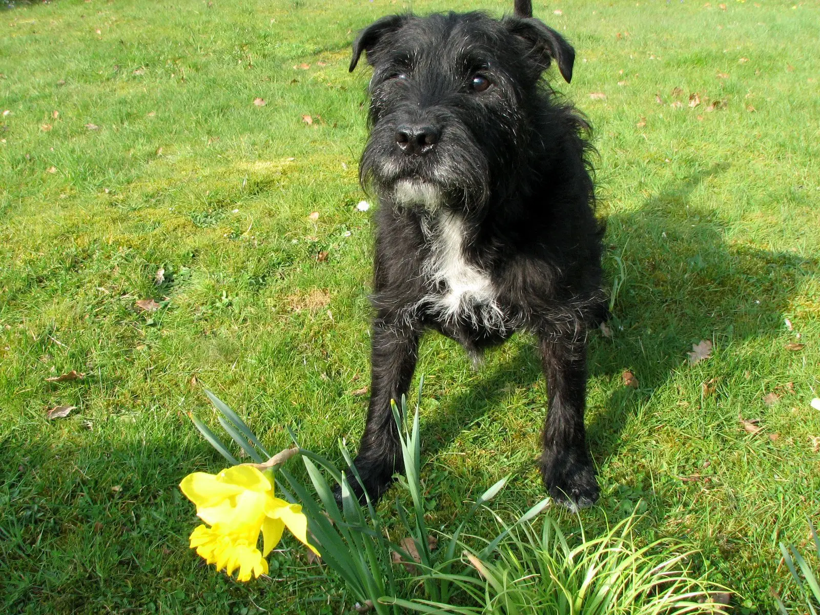 foto Perro Patterdale Terrier