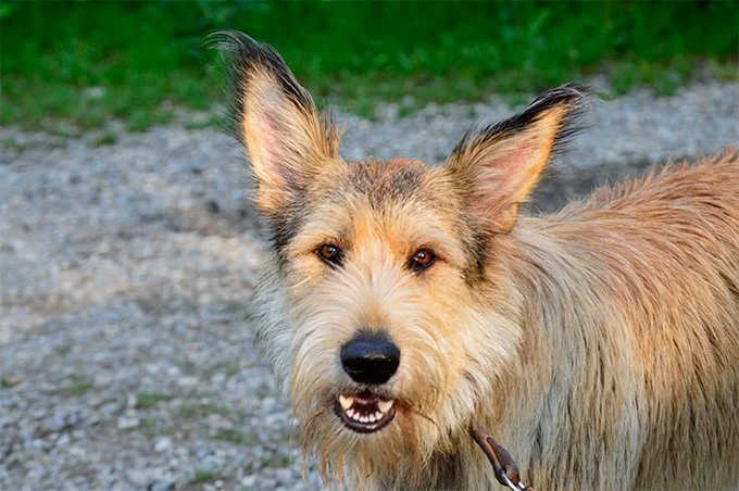 foto Perro Berger Picard