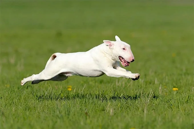foto Perro Bull Terrier