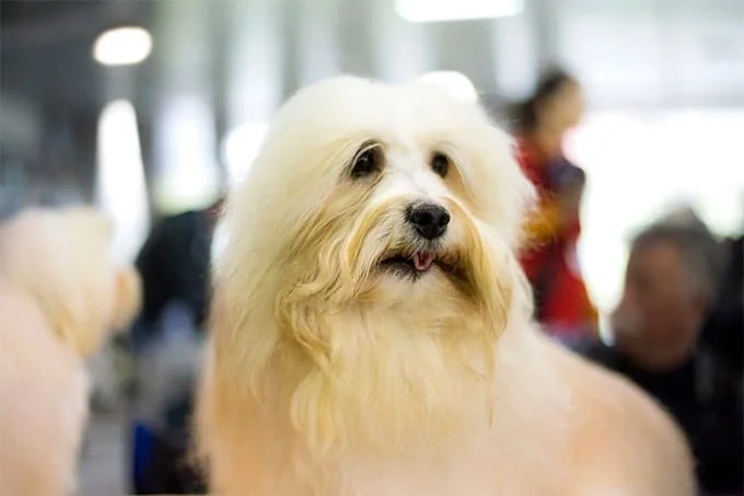 foto Perro Coton de Tulear