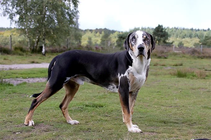 foto Perro de Catahoula Leopardo