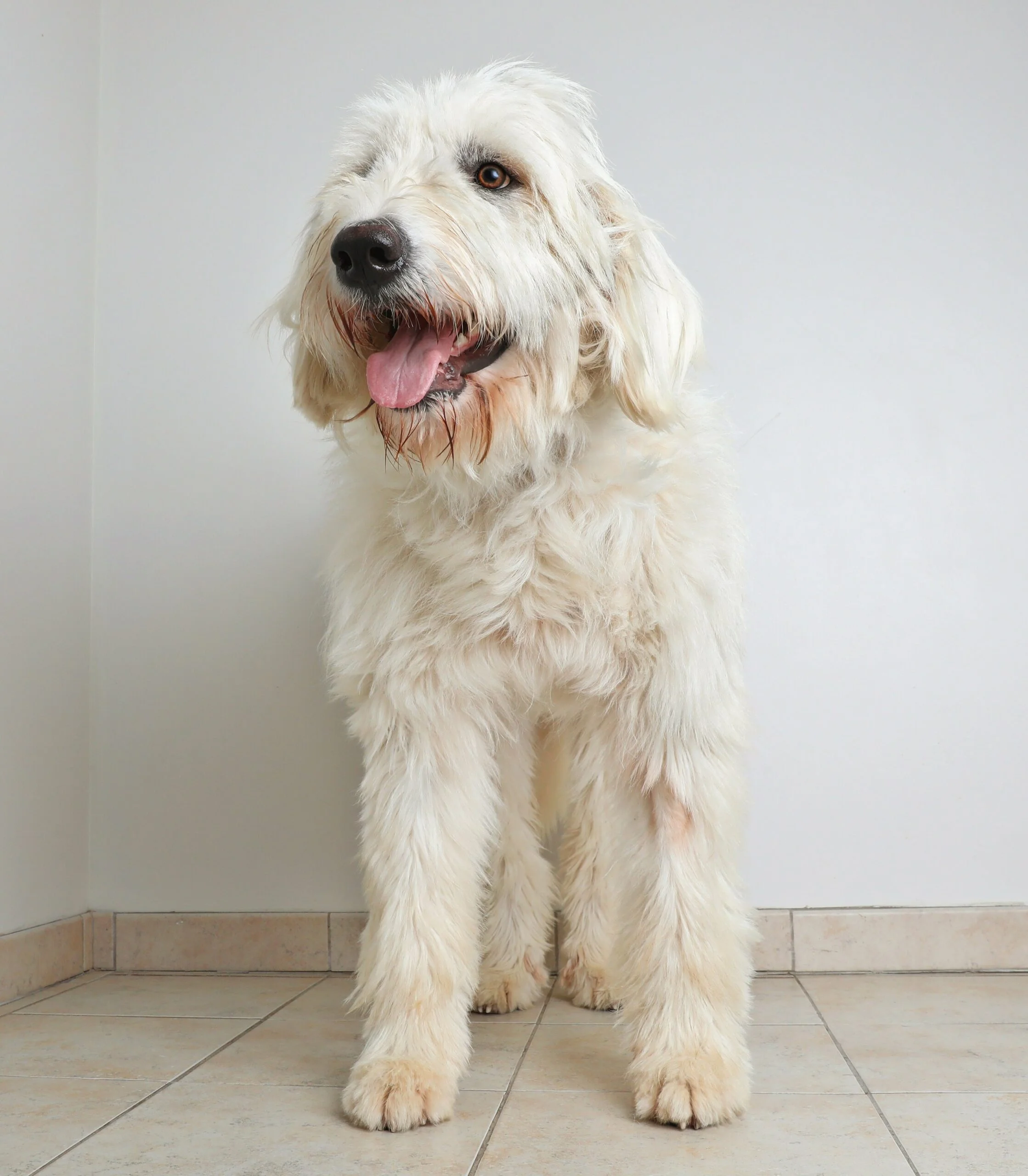 foto Perro de mezcla de Pyredoodle