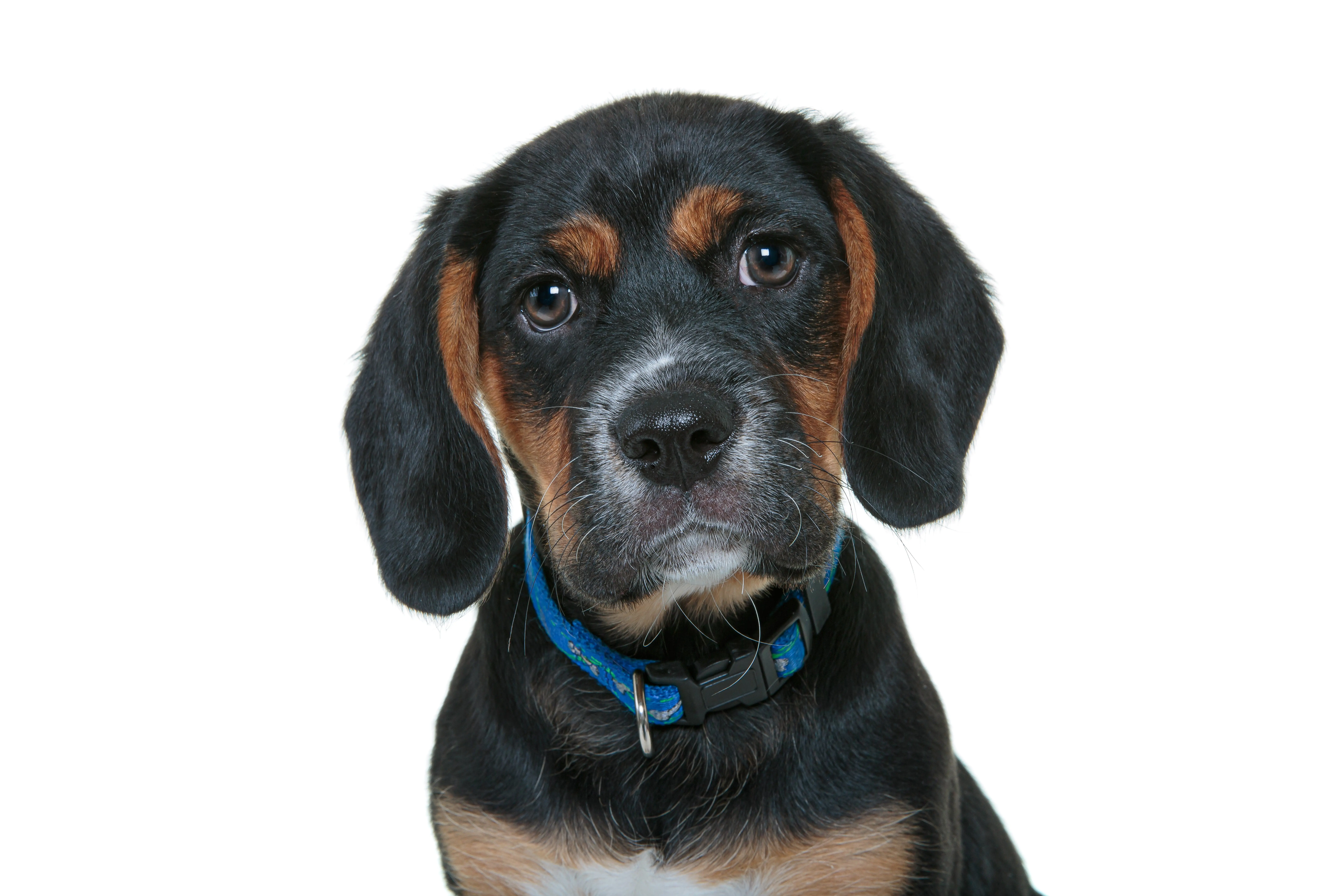 foto Perro de raza Beaglier
