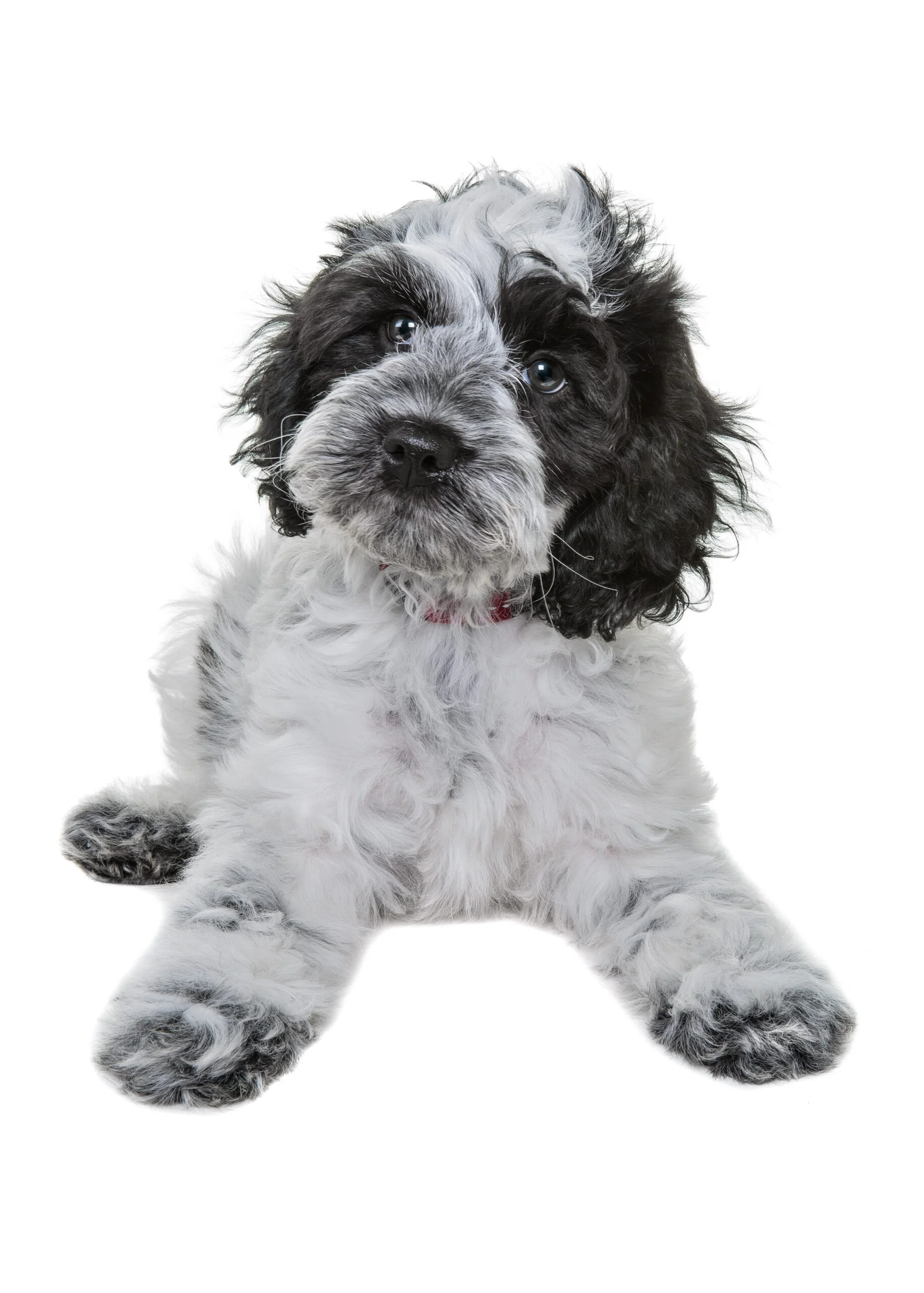 Perro de raza Papipoo Cute Puppy looking at the camera against a white background.