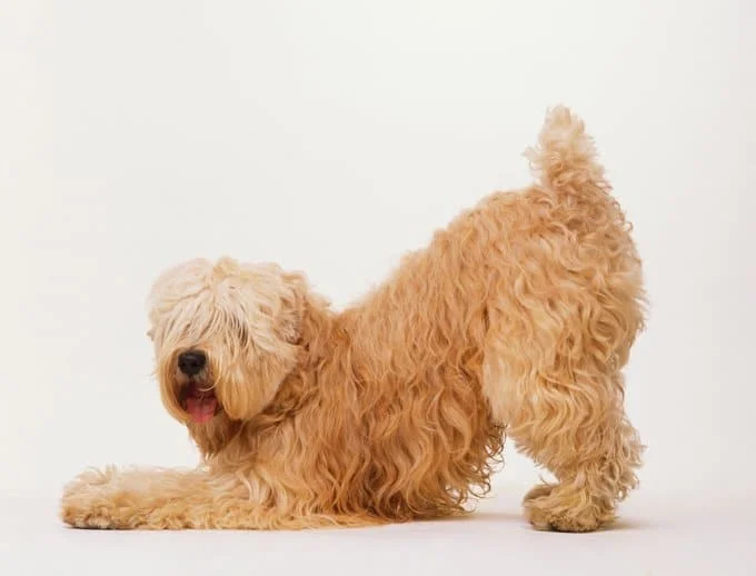 foto Perro de raza Soft Coated Wheaten Terrier