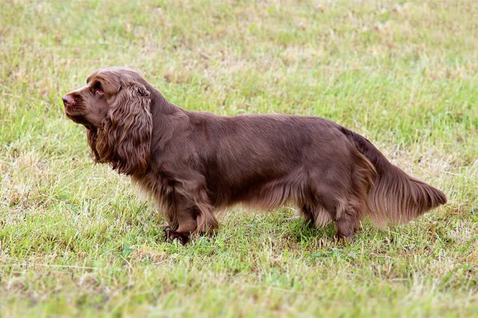 foto Perro de Sussex Spaniel