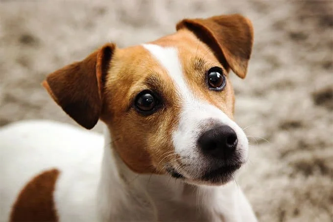 Perro Jack Russell Terrier 2-face