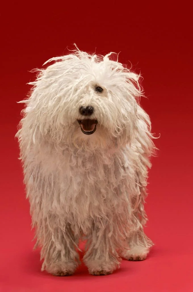 foto Perro Komondor