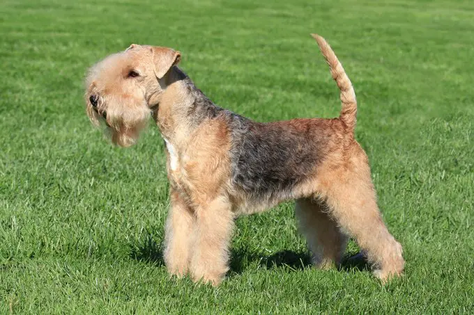 foto Perro Lakeland Terrier