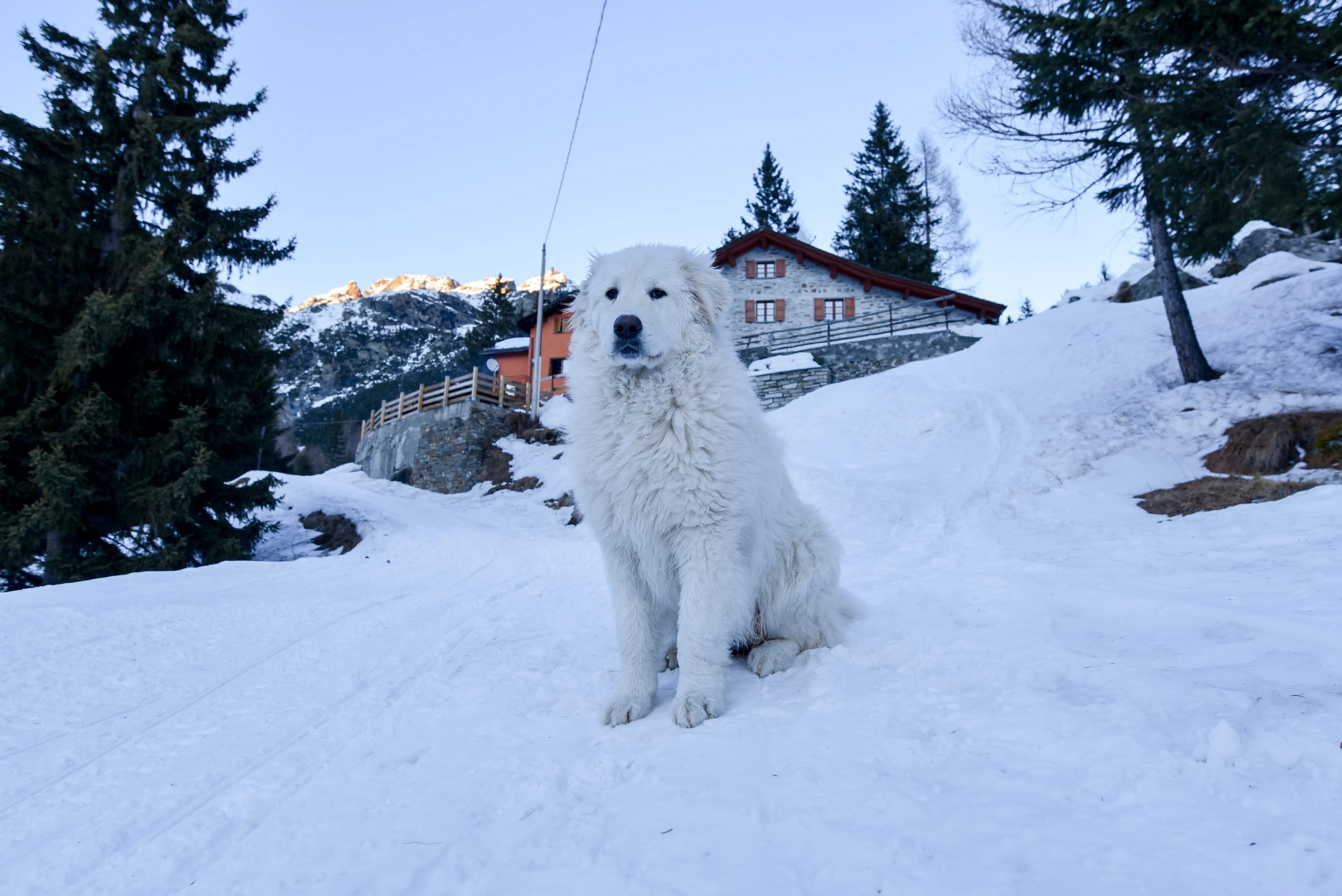foto Perro Maremma