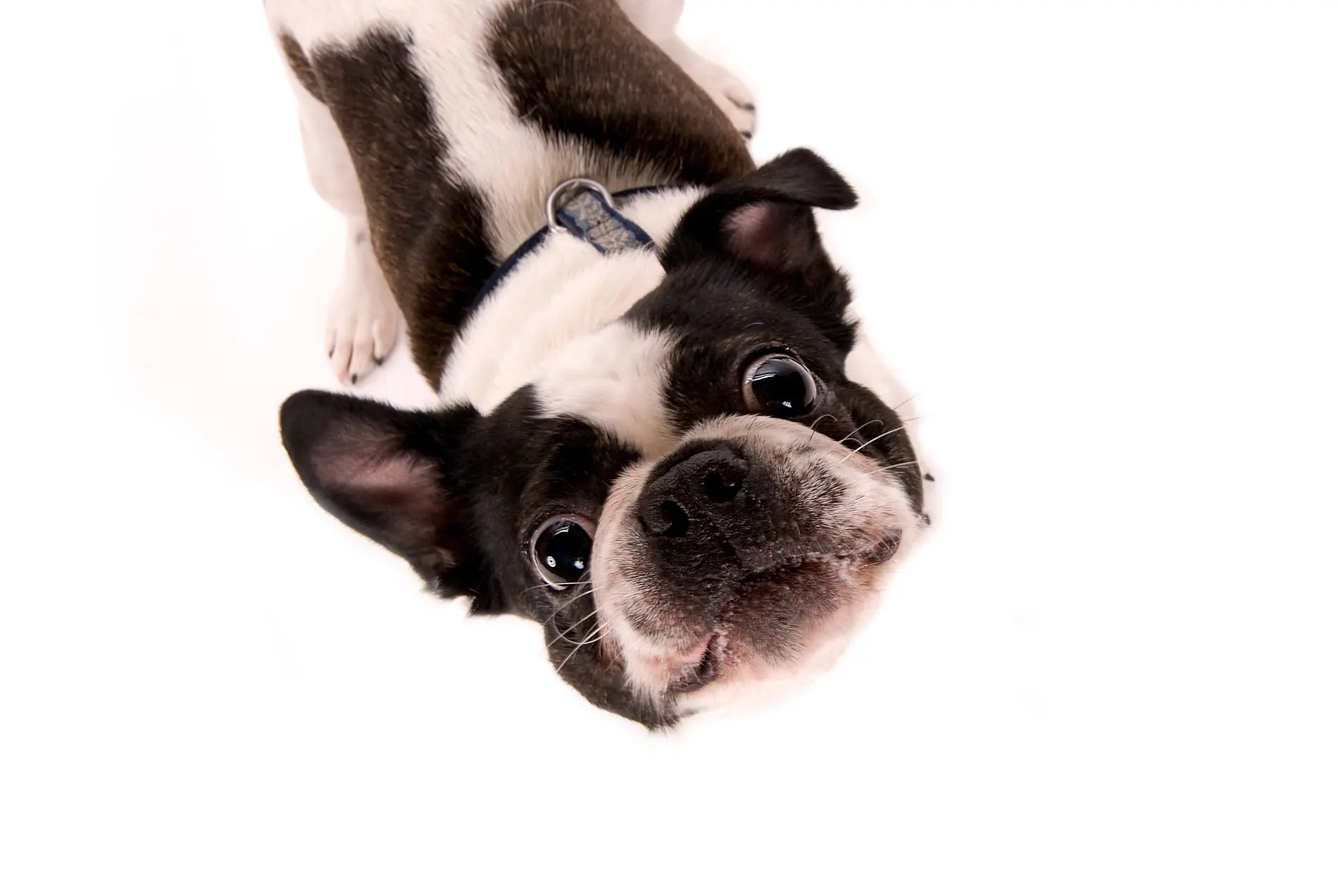 Perro mezcla de Boston Terrier y Pekín boston-terrier-pekingese-mixed-dog-breed-pictures-2