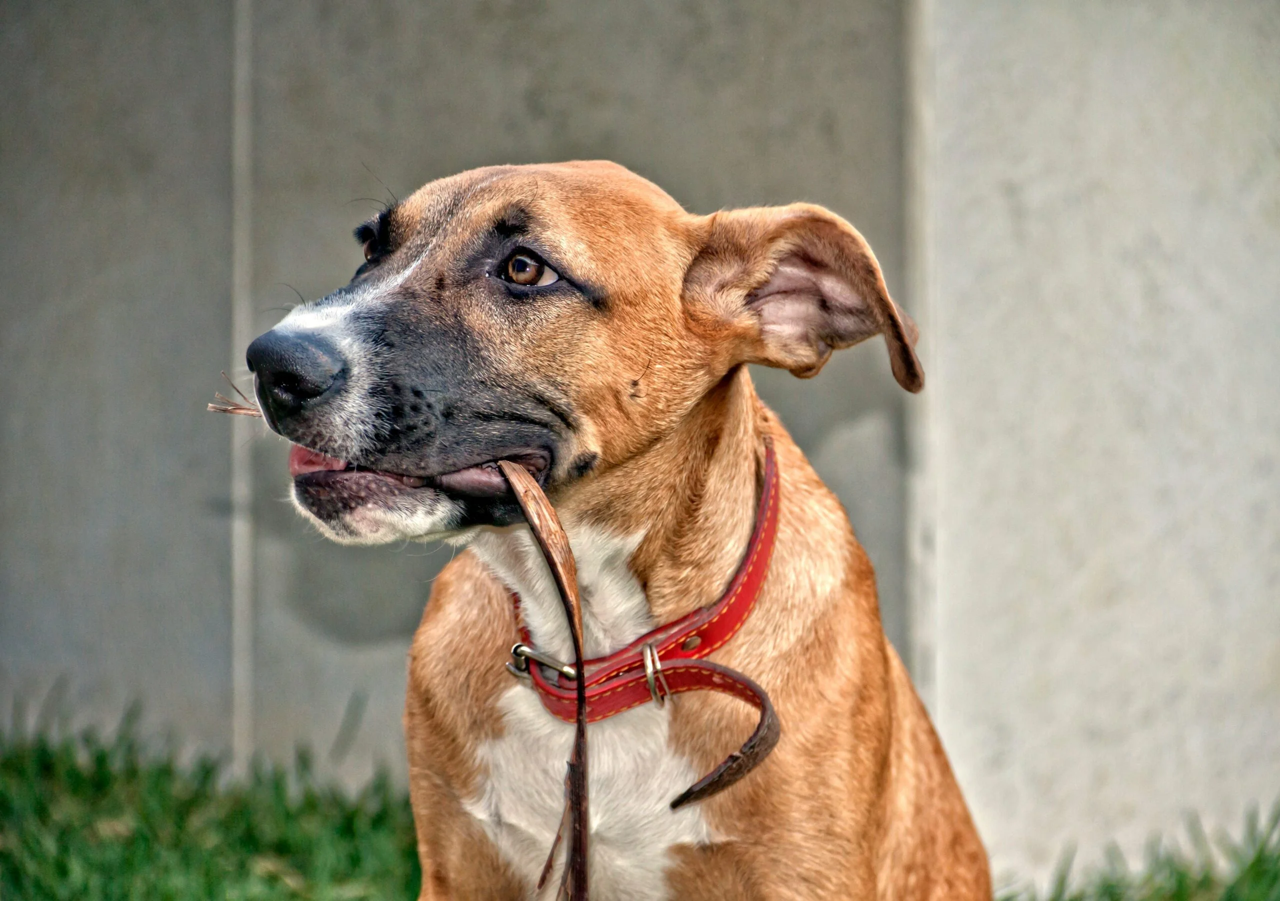 german-shepherd-pit-bull-mixed-dog-breed-pictures-2