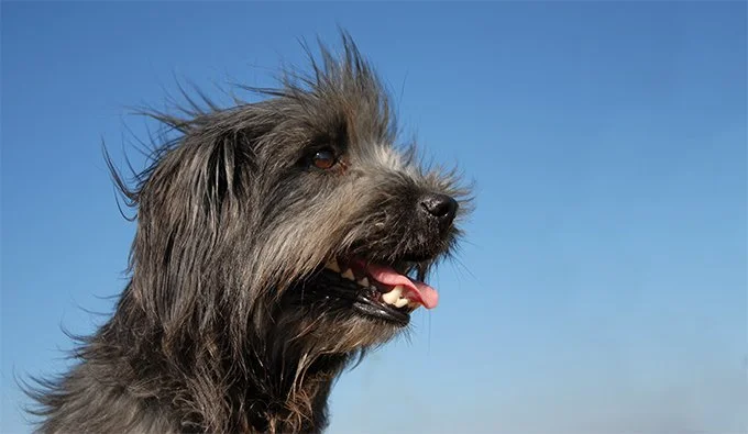 foto Perro Pastor de los Pirineos