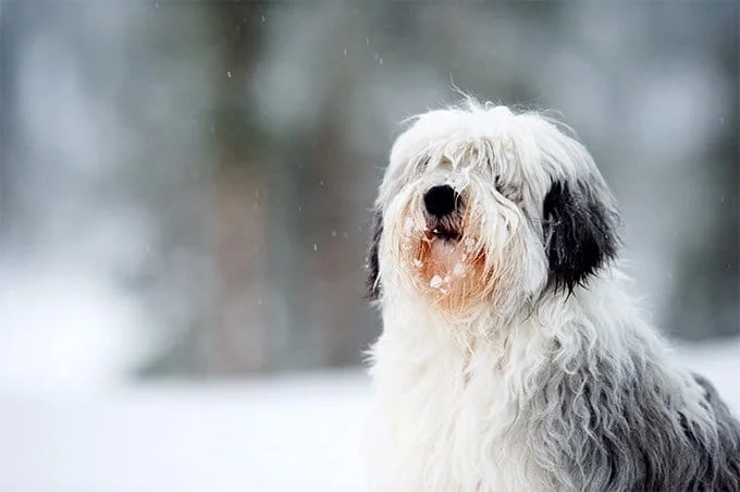 foto Perro pastor polaco de llanura