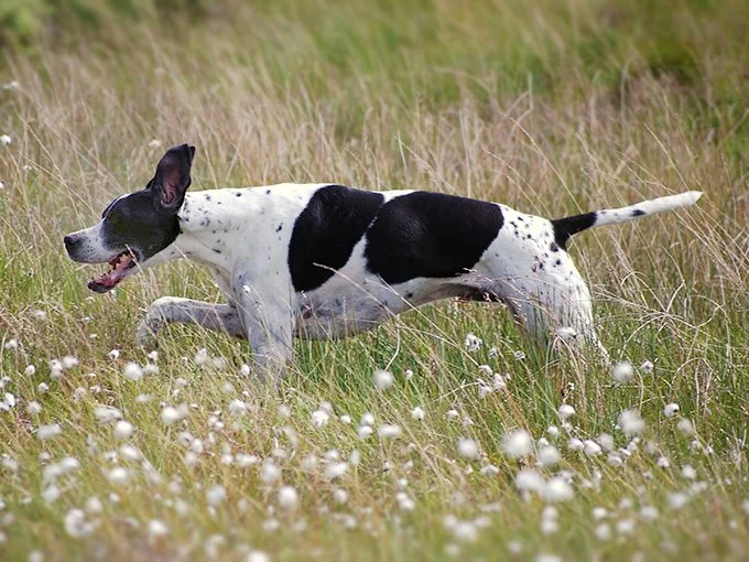 foto Perro Pointer