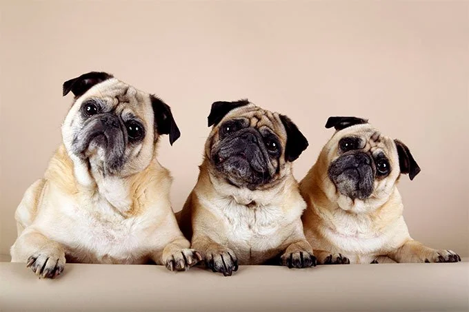 foto Perro Pug