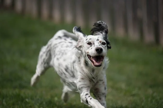 foto Perro Setter Inglés