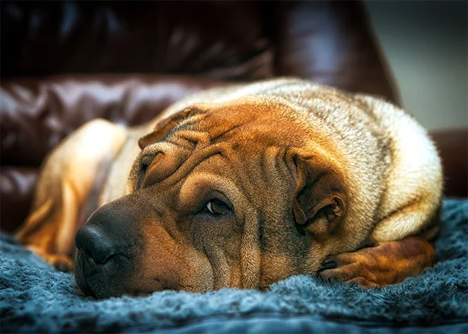 foto Perro Shar-Pei Chino
